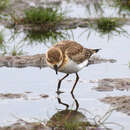 Image of Little Ringed Plover