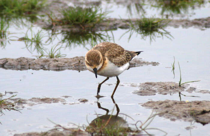 Image of Little Ringed Plover