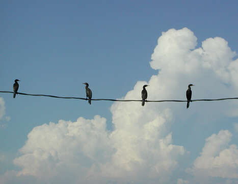 Image of Double-crested Cormorant