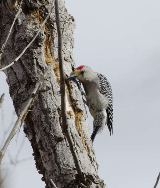 Image of Golden-fronted Woodpecker