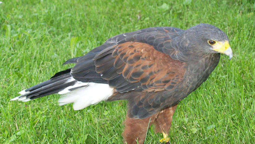 Image de Parabuteo Ridgway 1874