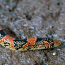 Image of Long-nosed Snake
