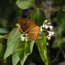 Image of Atlantis Fritillary