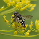 Plancia ëd Eristalis