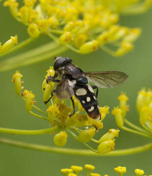 Image de Eristalis