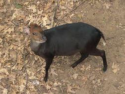 Image of yellow-backed duiker