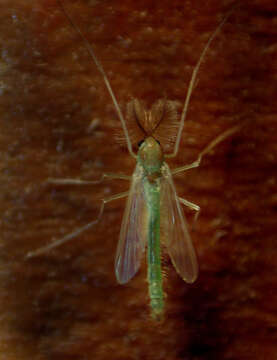 Image de Chironomidae