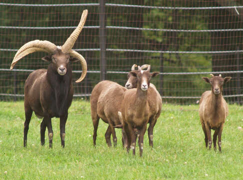 Image of goats