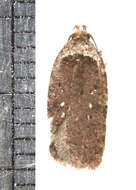 Слика од Agonopterix clemensella Chambers 1876