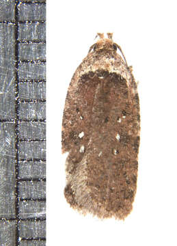 صورة Agonopterix clemensella Chambers 1876