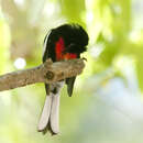 Image of Painted Redstart