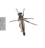 Image of Asilidae