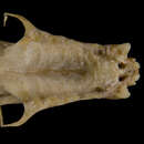 Image of Greater Long-nosed Bat