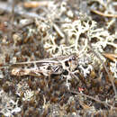 Image of Clear-winged Grasshopper