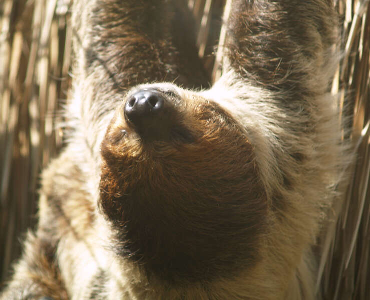 Image of sloths and anteaters