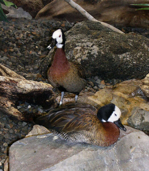 Image of White-faced Whistling Duck