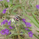 Image of White-lined Sphinx