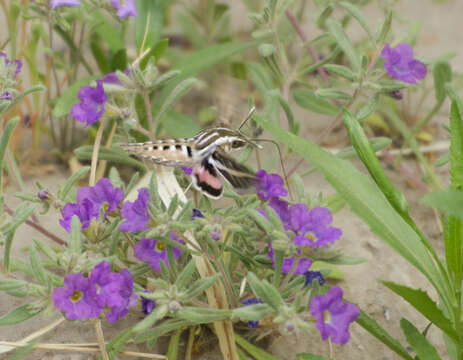 Hyles lineata (Fabricius 1775)的圖片