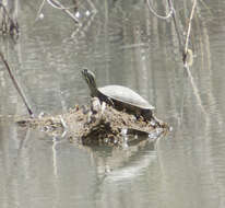 Image of Western River Cooter