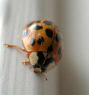 Image of Coccinellidae