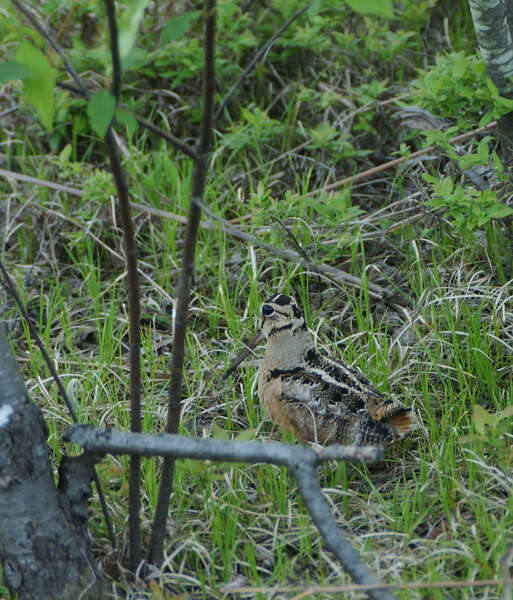 Image of American Woodcock