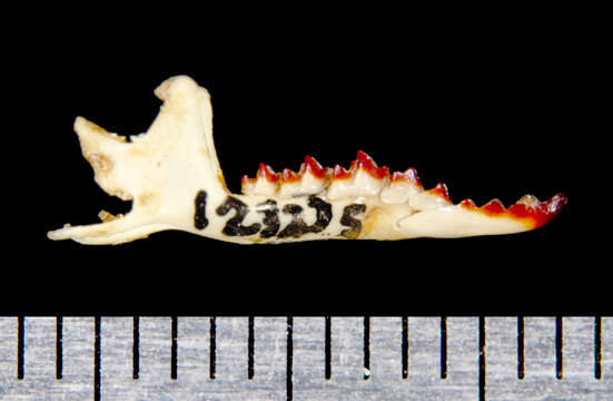 Image of Flat-skulled Shrew