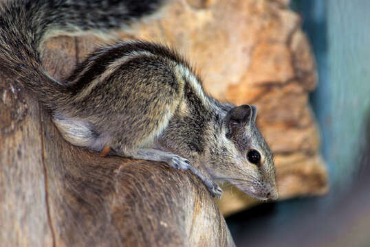 Image de Funambulus subgen. Prasadsciurus Moore & Tate 1965