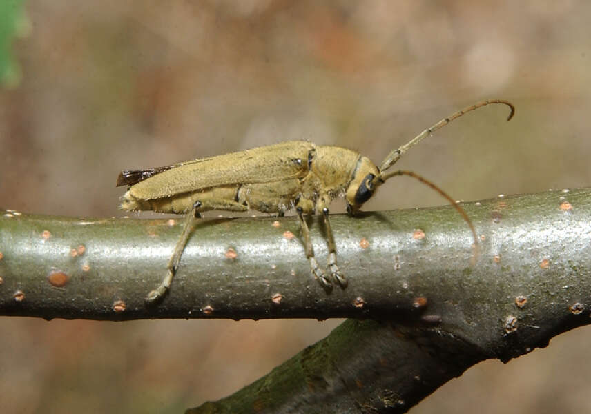 Image of Linden Borer