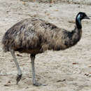 Image of Common Emu