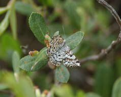 Image of Powder Moths