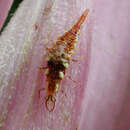 Image of Neuroptera