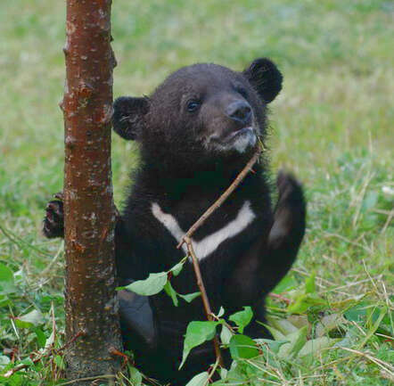 Слика од Азиска црна мечка