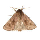 Image of Bronzed Cutworm