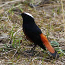 Image of white-capped water redstart