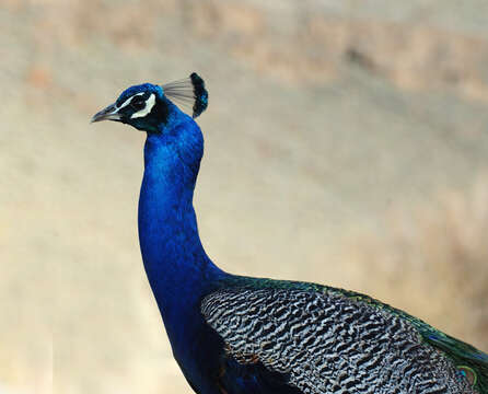 Image of Asiatic peafowl