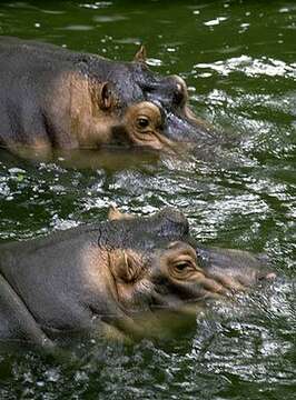 Hippopotamus Linnaeus 1758 resmi