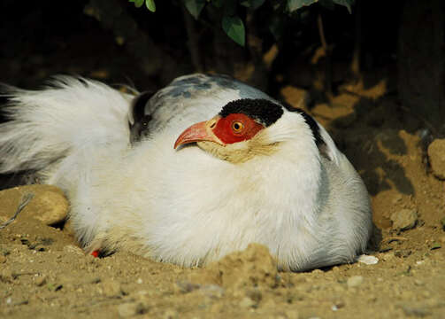 Image of White Eared Pheasant