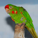 Image of Crimson-fronted Conure