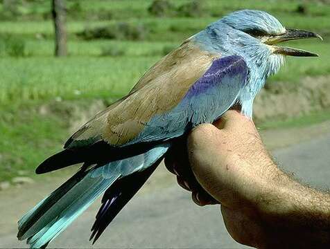 Imagem de Coracias benghalensis (Linnaeus 1758)