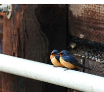 Image of Hirundo Linnaeus 1758