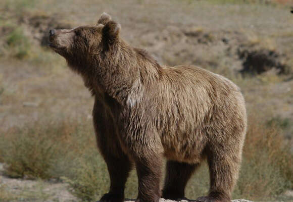 Imagem de Urso-pardo