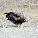 Image of Black Kite