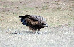 Image of Black Kite