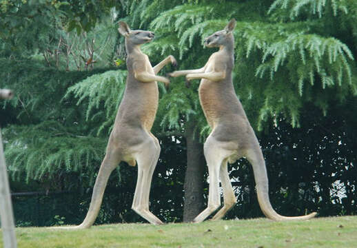 Слика од Macropus rufus (Desmarest 1822)