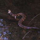 Image of Cottonmouth