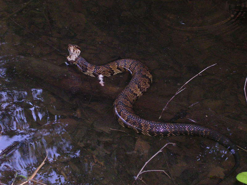 Image of Cottonmouth