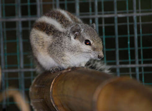 Image de Funambulus subgen. Prasadsciurus Moore & Tate 1965