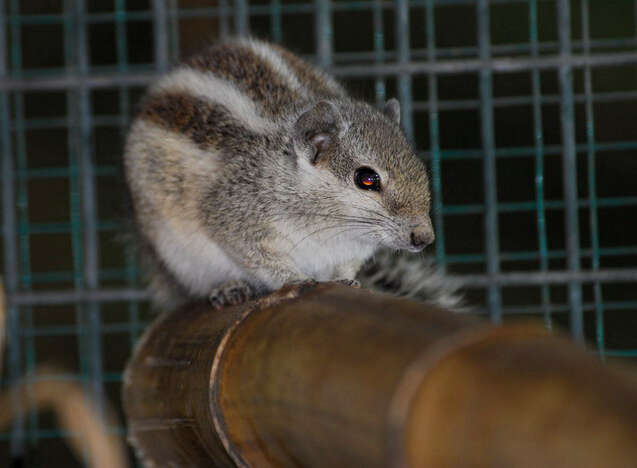 Image of Palm Squirrels