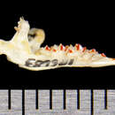Image of Trowbridge's shrew