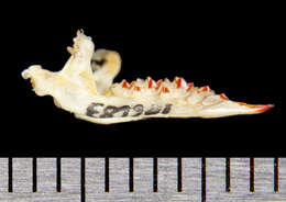 Sorex trowbridgii Baird 1857 resmi